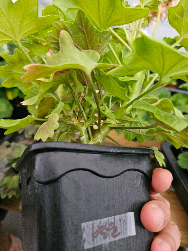 한국제라늄 스텔라 또송빛, 송노랑별윤--7