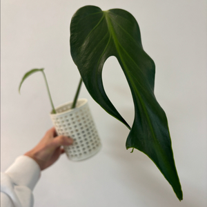 몬스테라 딜라체라타