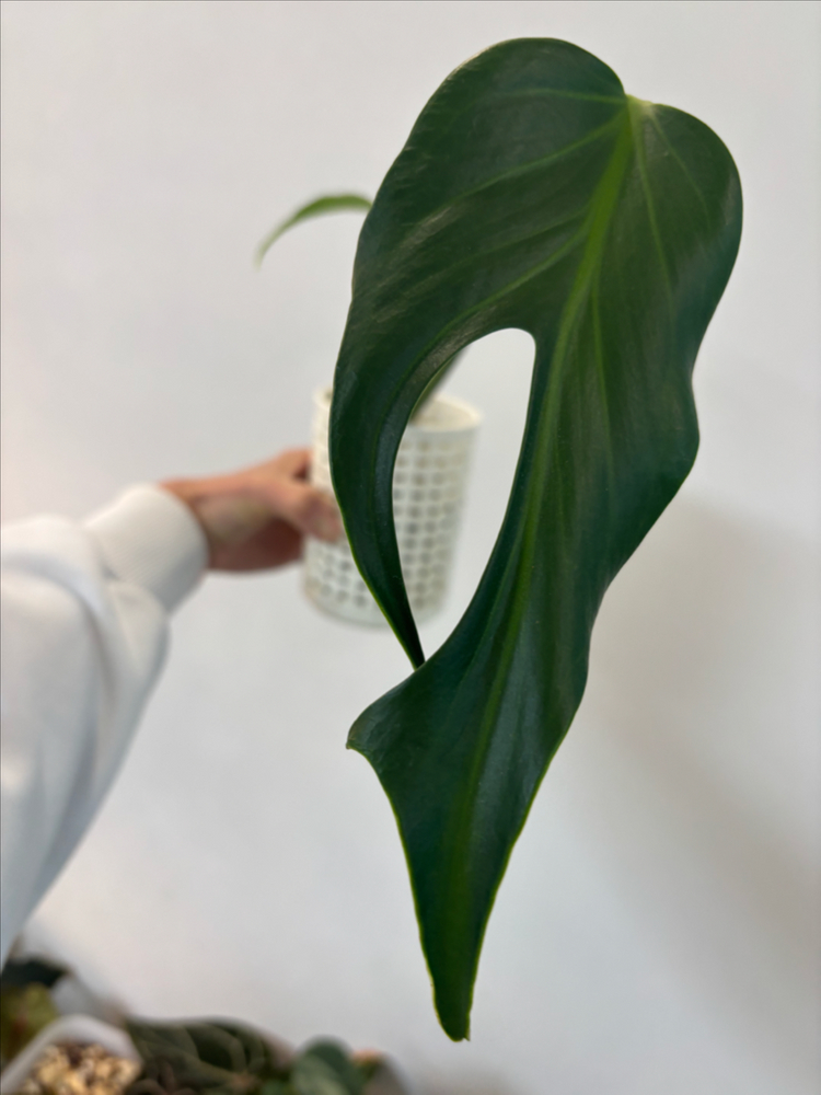 몬스테라 딜라체라타--1