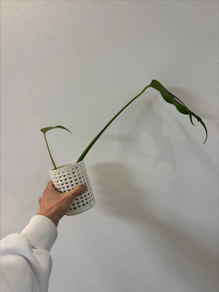 몬스테라 딜라체라타--2