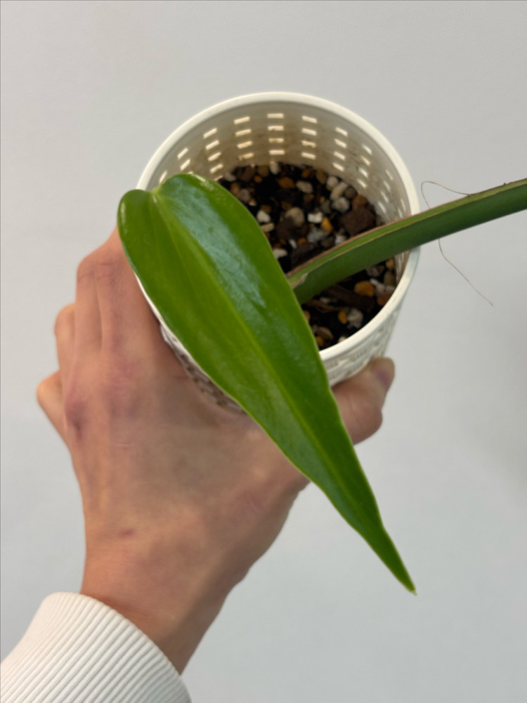 몬스테라 딜라체라타--3