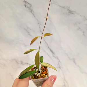 호야 트상기 알보 1번