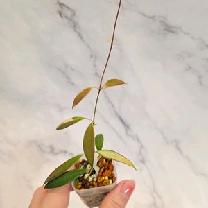 호야 트상기 알보 1번