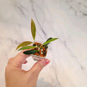 호야 트상기 알보 2번