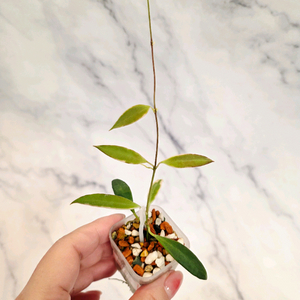 호야 트상기 알보 3번