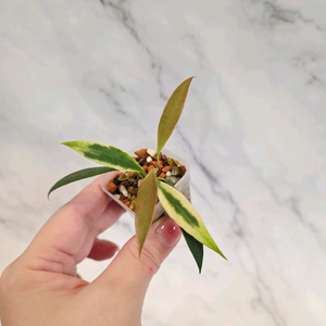 호아 트상기 알보 4번