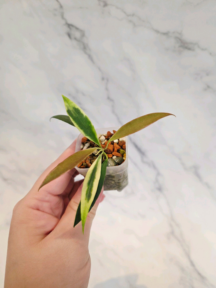 호아 트상기 알보 4번--1