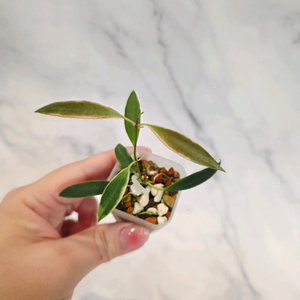 호야 트상기 알보 5번