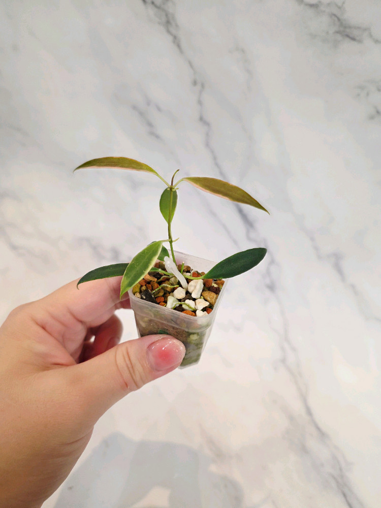 호야 트상기 알보 5번--1