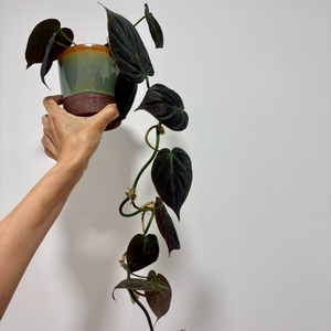 필로덴드롬 미칸+두갸르송토분