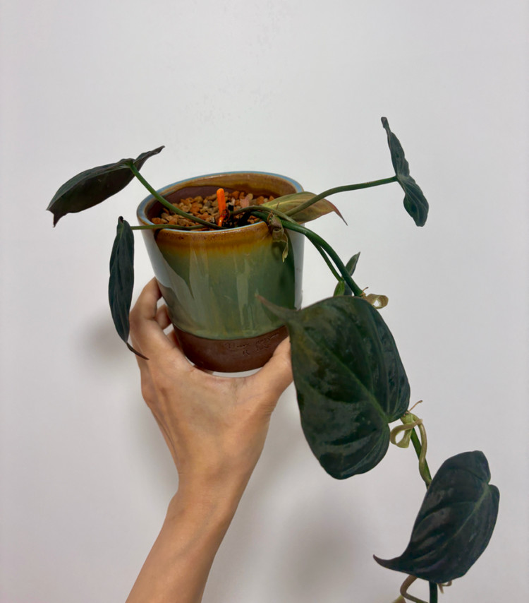 필로덴드롬 미칸+두갸르송토분--1