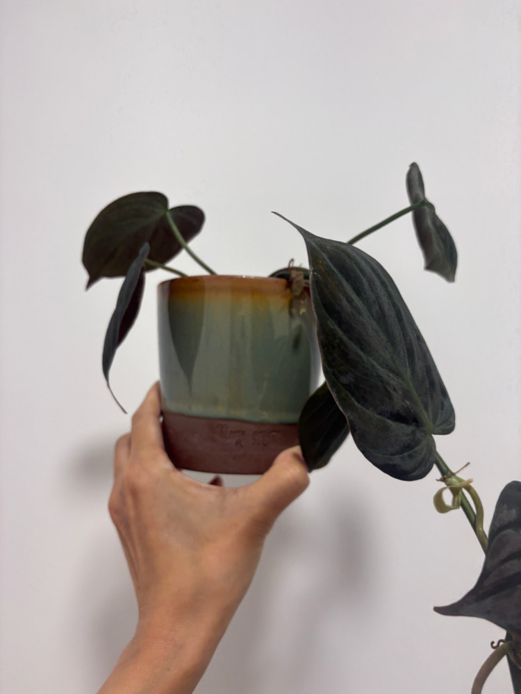 필로덴드롬 미칸+두갸르송토분--2