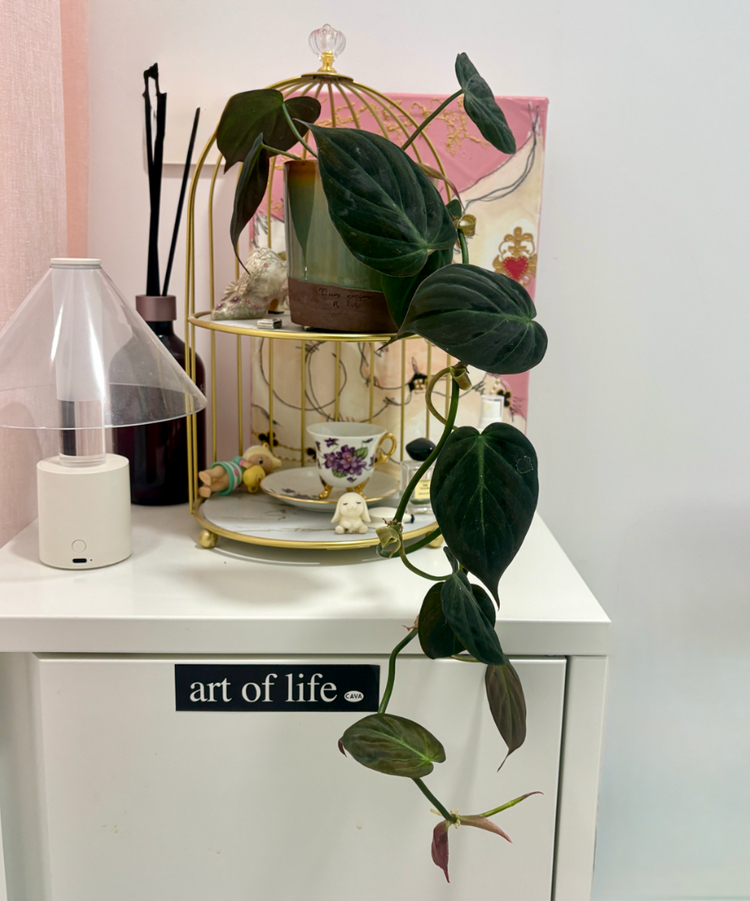 필로덴드롬 미칸+두갸르송토분--3