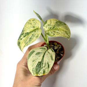 스킨답서스 살라문