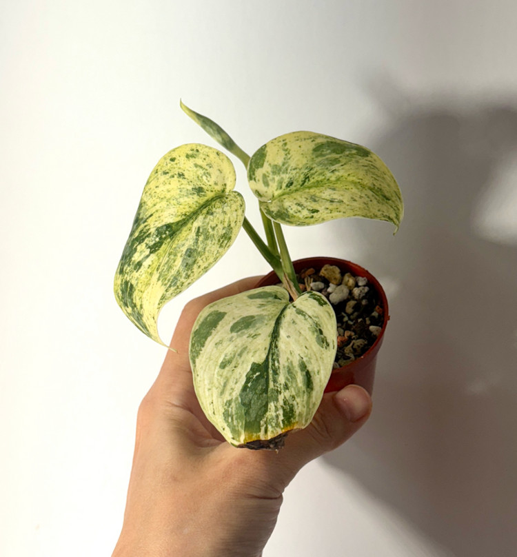 스킨답서스 살라문--1