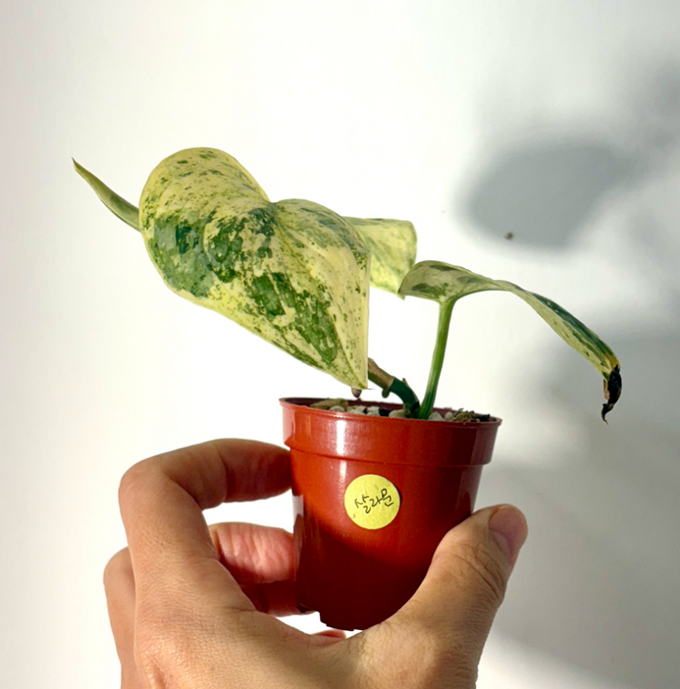 스킨답서스 살라문--2