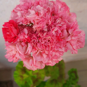 제라늄 좋을티나 꽃대있고 겹순있음