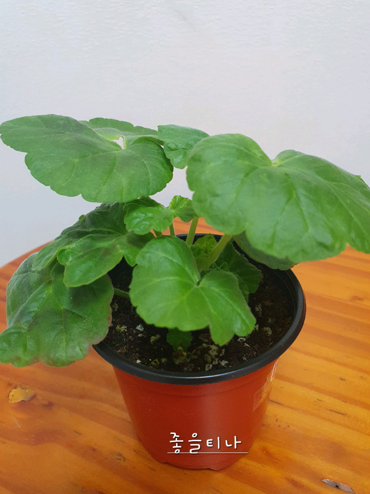 제라늄 좋을티나 꽃대있고 겹순있음--1