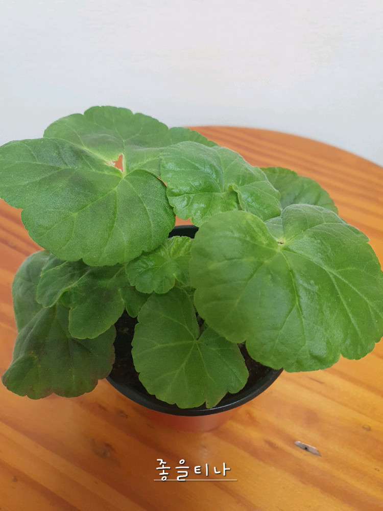 제라늄 좋을티나 꽃대있고 겹순있음--3