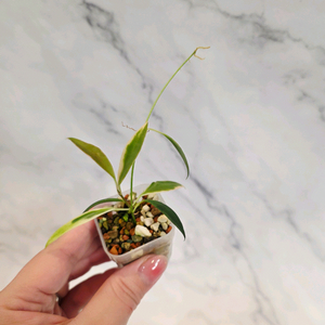 호야 트상기 알보 6번