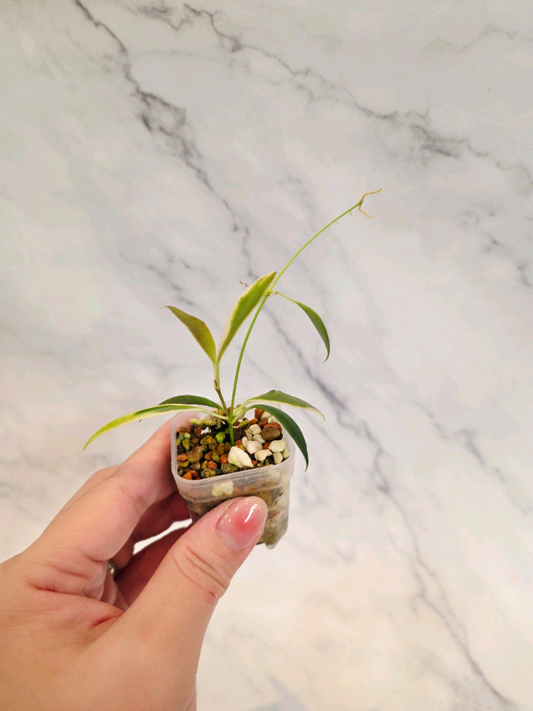 호야 트상기 알보 6번--1