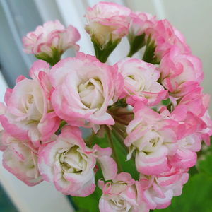 제라늄 에이프릴스노우 꽃대있음