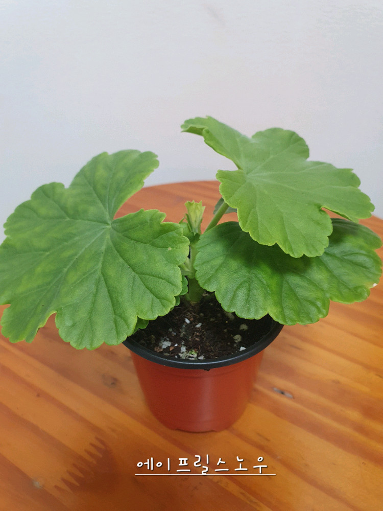 제라늄 에이프릴스노우 꽃대있음--1