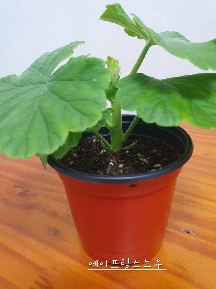 제라늄 에이프릴스노우 꽃대있음--2