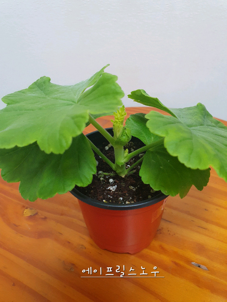 제라늄 에이프릴스노우 꽃대있음--3