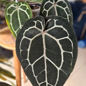 안스리움 미쉘자라 닥터블락