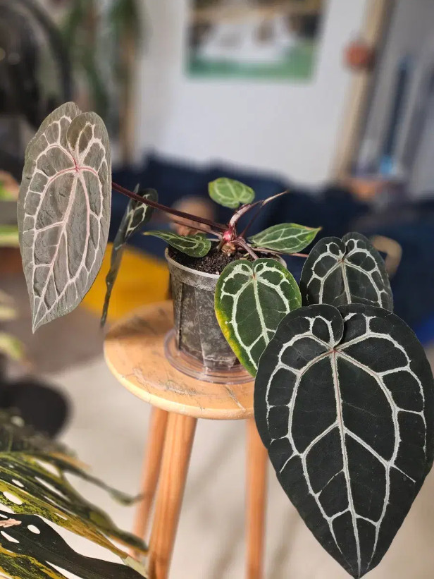 안스리움 미쉘자라 닥터블락--1