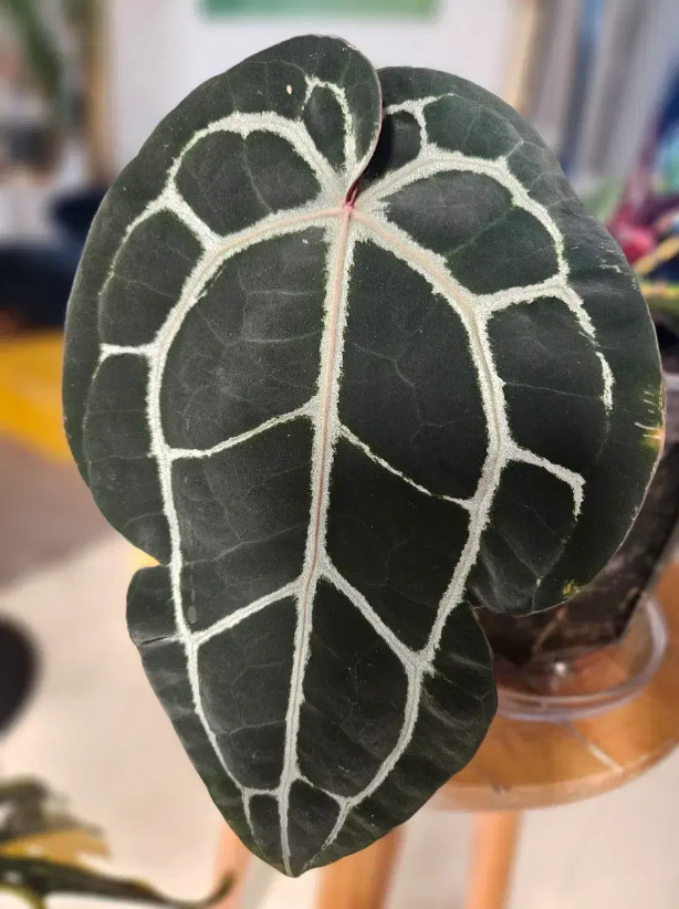 안스리움 미쉘자라 닥터블락--3