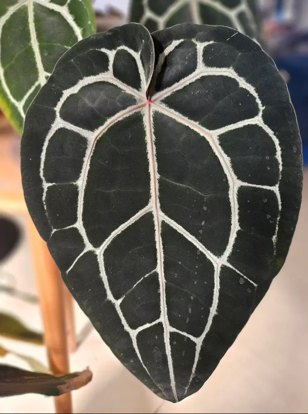 안스리움 미쉘자라 닥터블락--4