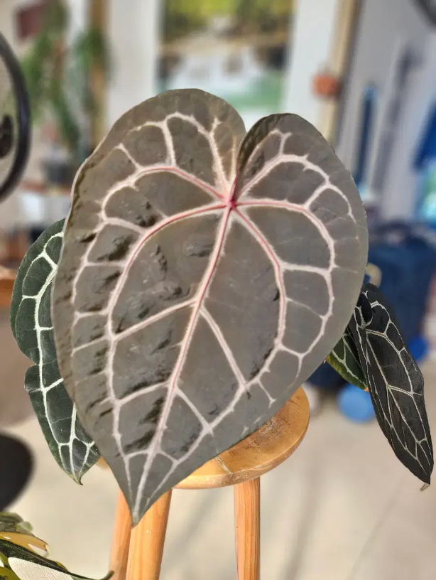 안스리움 미쉘자라 닥터블락--5