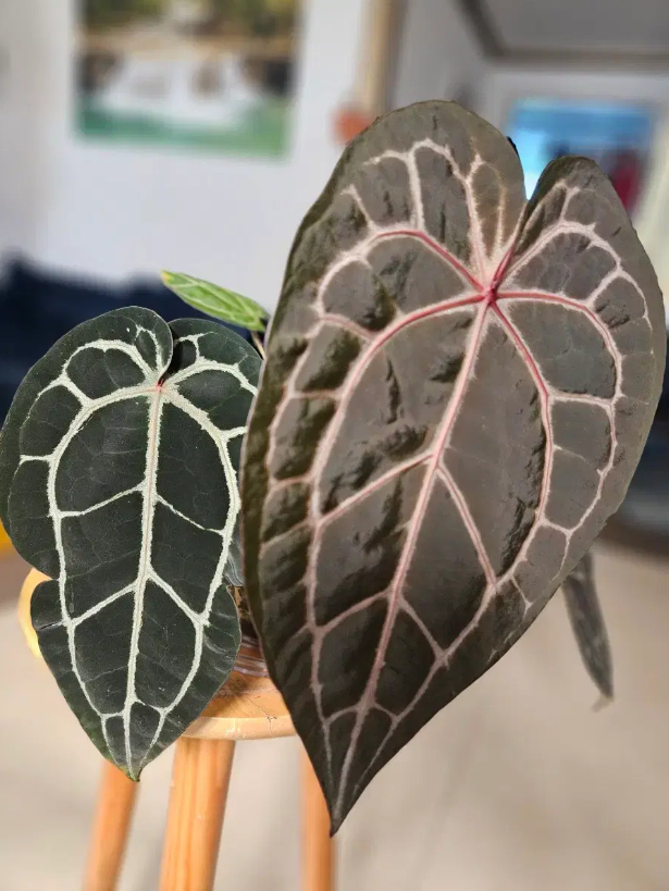 안스리움 미쉘자라 닥터블락--6