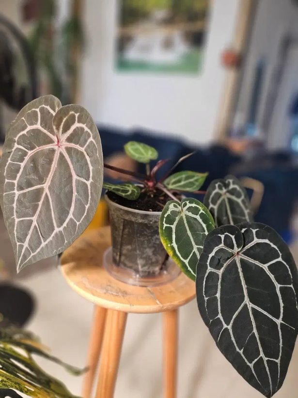 안스리움 미쉘자라 닥터블락--7