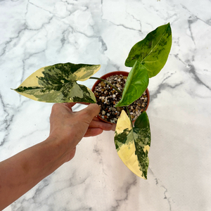 싱고니움 옐로우 바리에가타