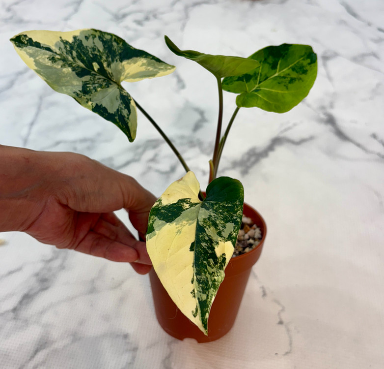 싱고니움 옐로우 바리에가타--3