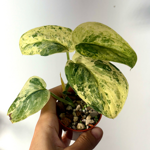 스킨답서스 살리문