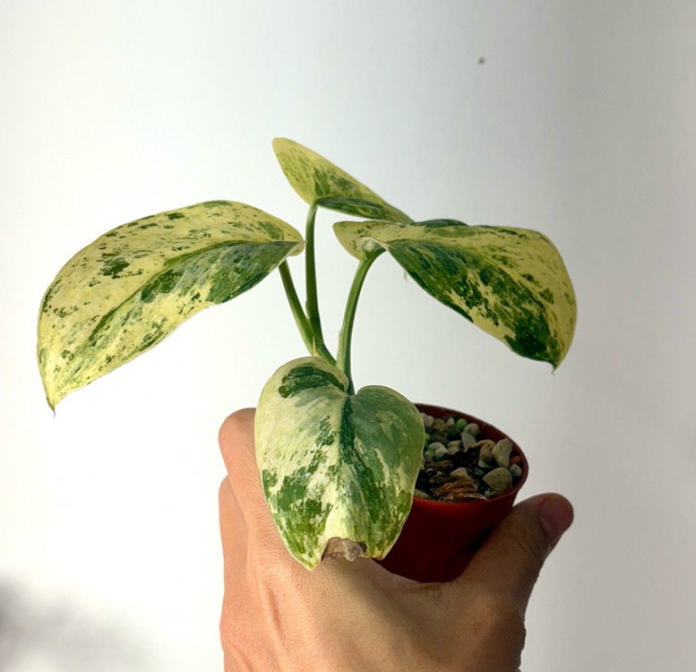 스킨답서스 살리문--1