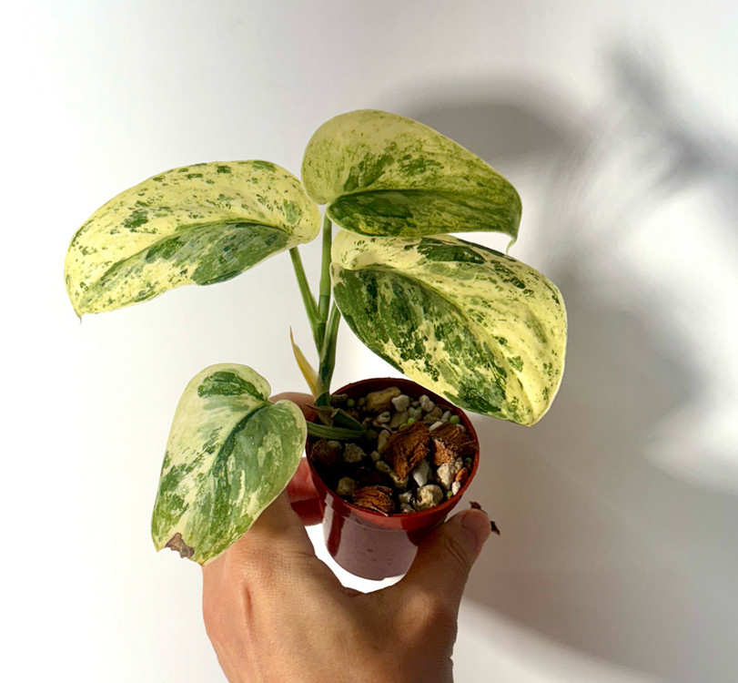 스킨답서스 살리문--2