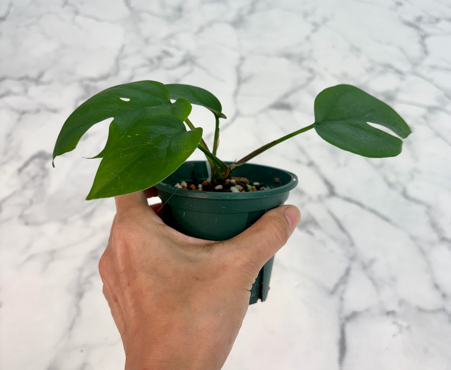 히메 몬스테라--1