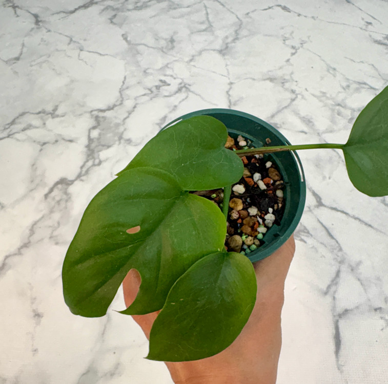 히메 몬스테라--2