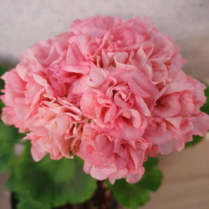 제라늄 스캔들초이 꽃대있고 가지두개