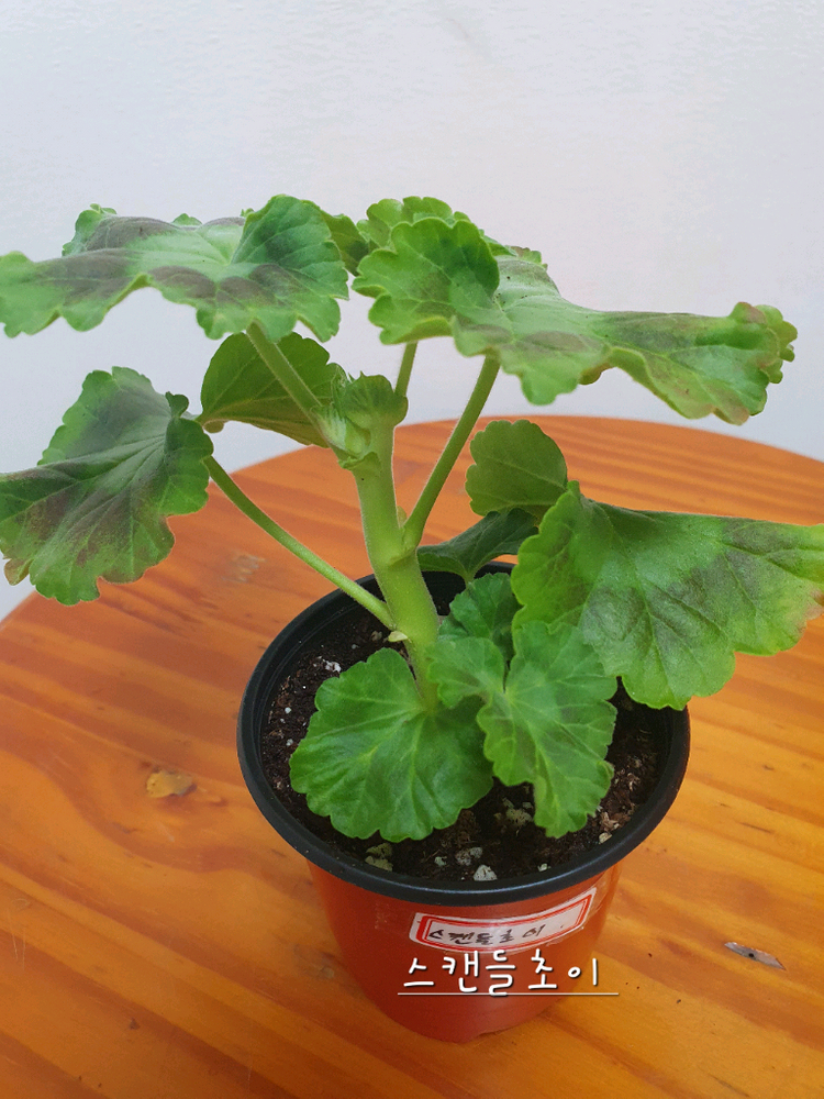 제라늄 스캔들초이 꽃대있고 가지두개--1