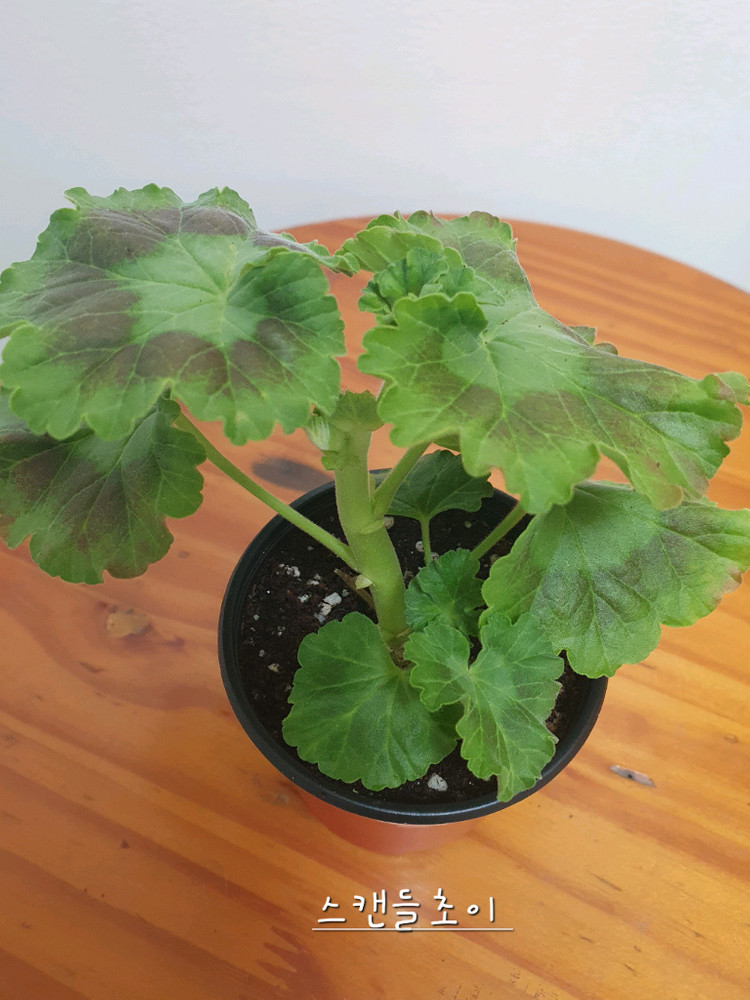 제라늄 스캔들초이 꽃대있고 가지두개--3