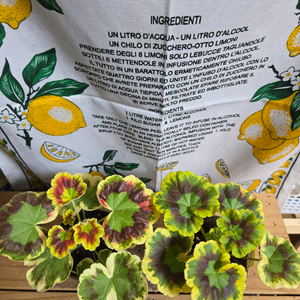 팬시제라늄 2종ㅡ존스퀘어ㆍ골드마인