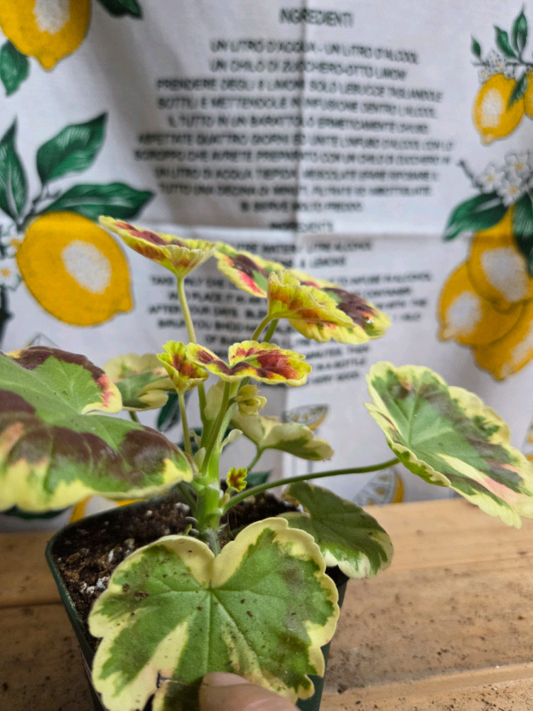 팬시제라늄 2종ㅡ존스퀘어ㆍ골드마인--1