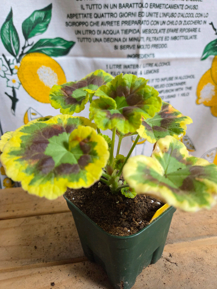 팬시제라늄 2종ㅡ존스퀘어ㆍ골드마인--2