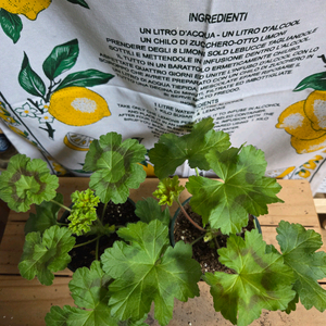 제라늄 2종분양 ㅡ 마음의비밀 ㆍ카르타고